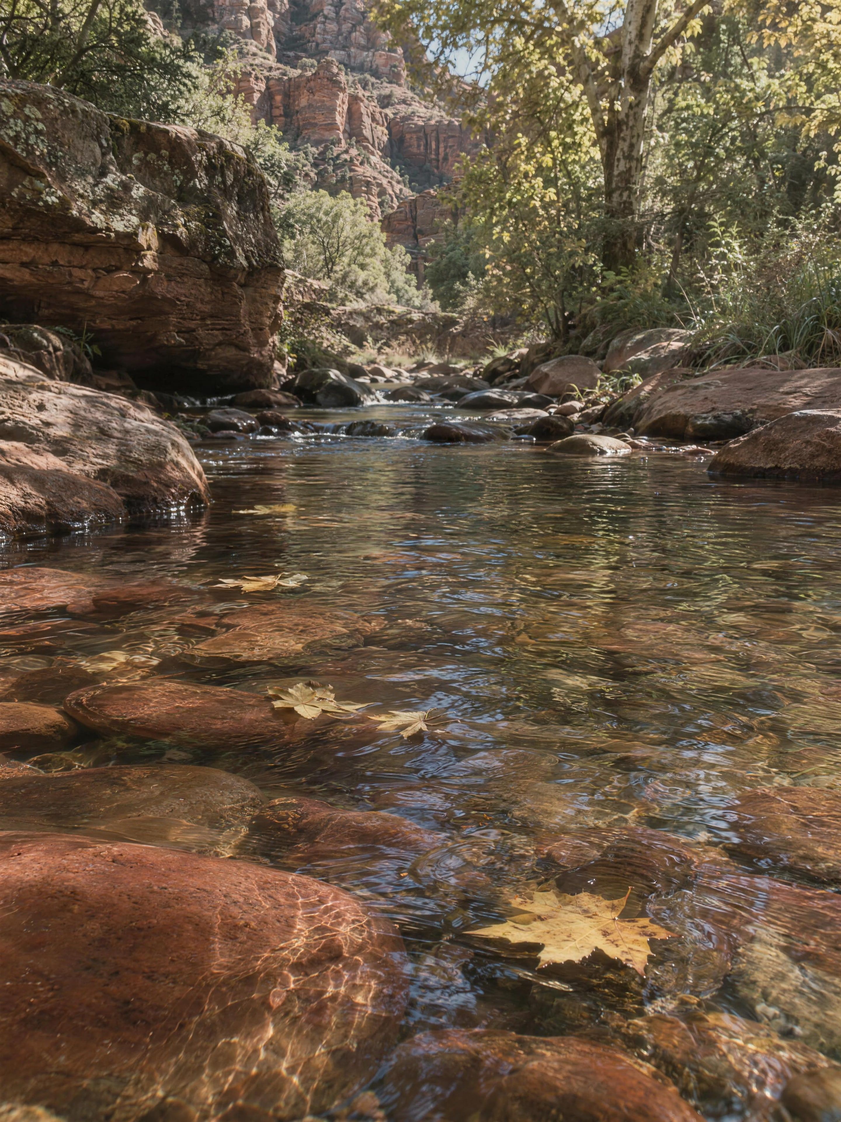 Clear water over red stones in Oak Creek Canyon with golden leaves
